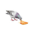 Little Italy NYC Pigeon 3" x 3" Sticker