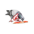 City Island NYC Pigeon 3" x 3" Sticker