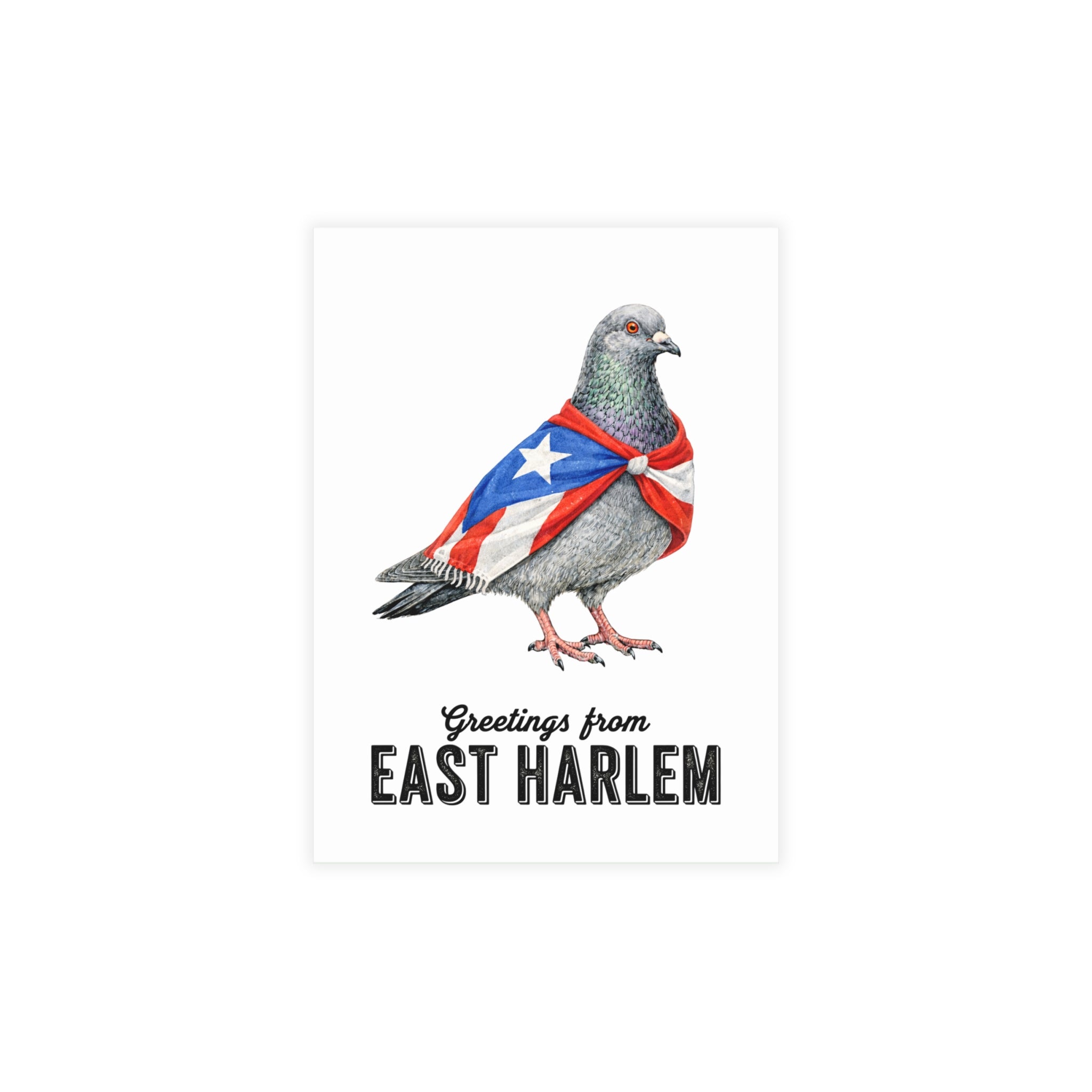 East Harlem NYC Pigeon Postcard Bundle (envelopes included)