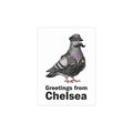 Chelsea NYC Pigeon Postcard Bundle (envelopes included)