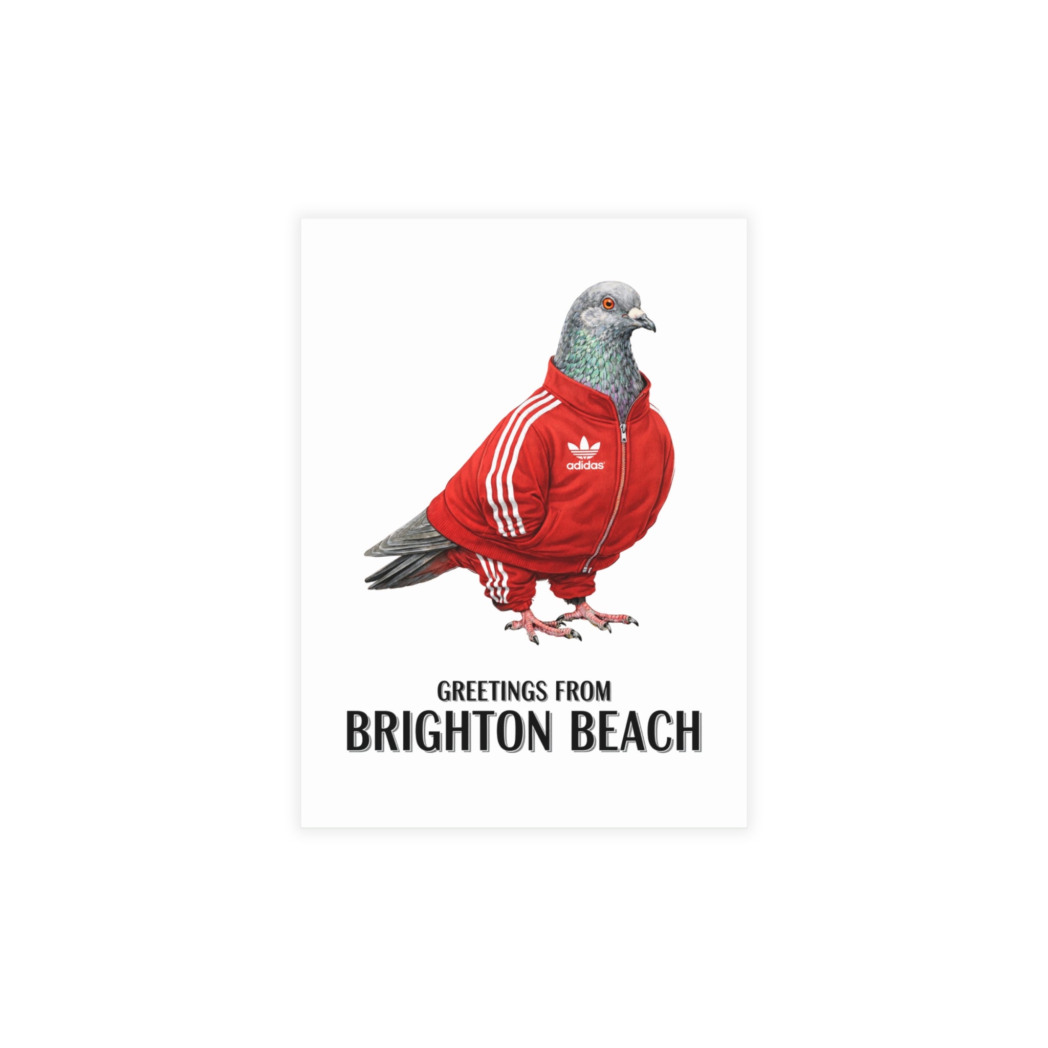 Brighton Beach NYC Pigeon Postcard Bundle (envelopes included)