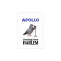 Harlem NYC Pigeon Postcard Bundle (envelopes included)