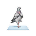 Central Park NYC Pigeon 3" x 3" Sticker