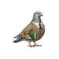 Morningside Heights NYC Pigeon 3" x 3" Sticker