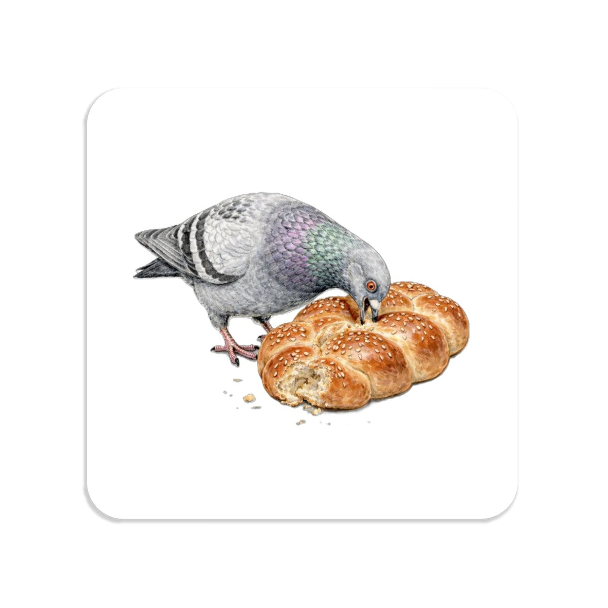 Borough Park NYC Pigeon Magnet