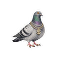Diamond District NYC Pigeon 3" x 3" Sticker