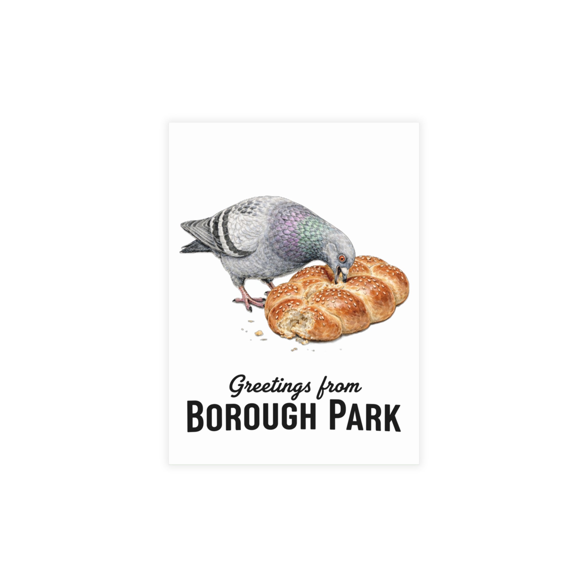Borough Park NYC Pigeon Postcard Bundle (envelopes included)