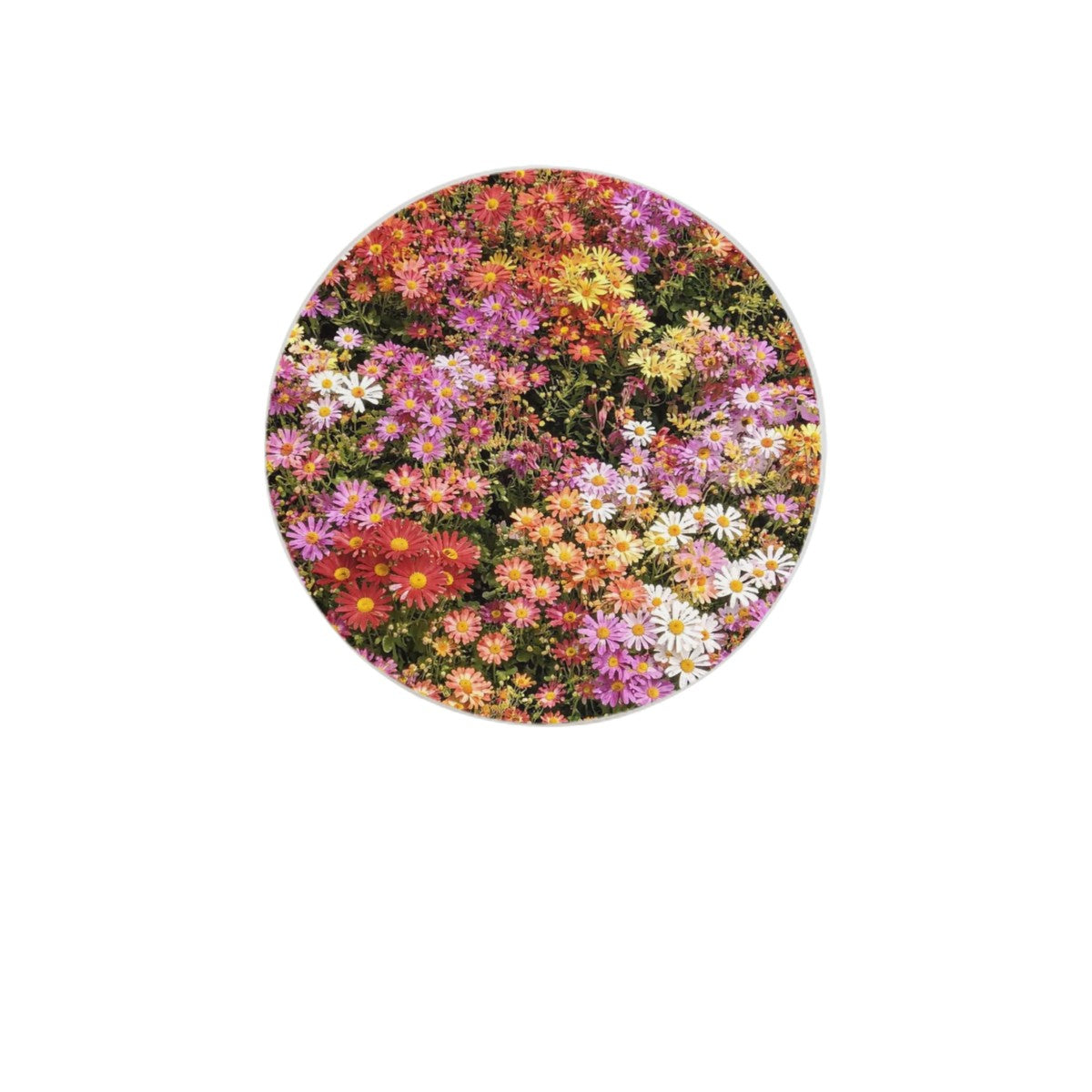 Central Park Korean Chrysanthemum Flowers Set of 4 Coasters